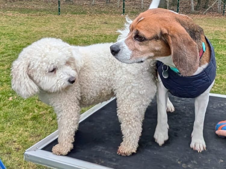 percythebeagle's tweet photo. Goodmorning, it's me Percy...
Happy  #WontLookWednesday from me &amp; Niece Ruby 🥰🥰
Pic by My Grace 🥰 https://t.co/GRojbI3DiU