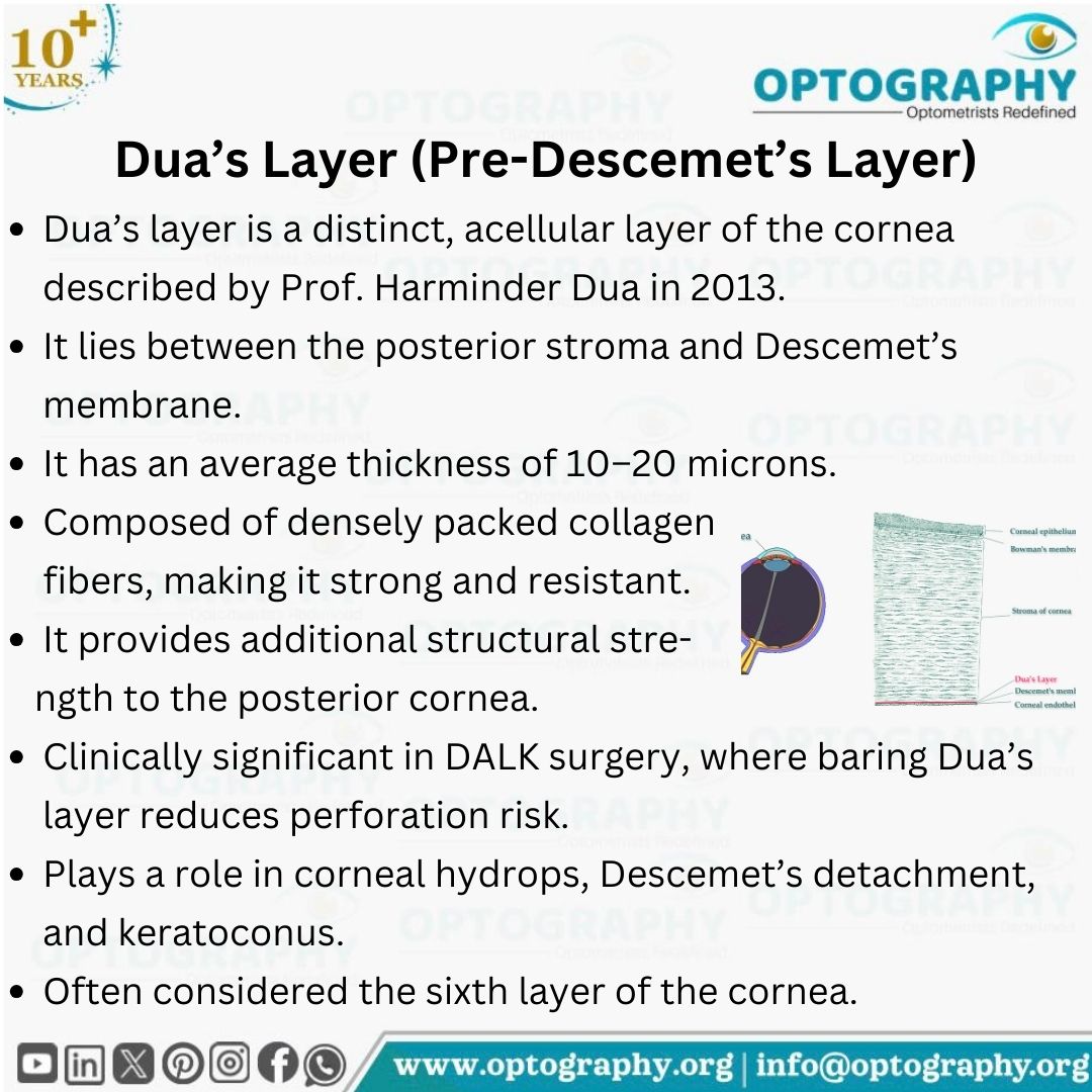 Optography8's tweet photo. Dua’s layer: the pre-Descemet’s layer that adds strength to the posterior cornea and plays a crucial role in modern corneal surgery.
#Cornea #Duaslayer #PreDecemetslayer #Optometry #Optography #Thatoptometrist https://t.co/TDsvuqMmvx