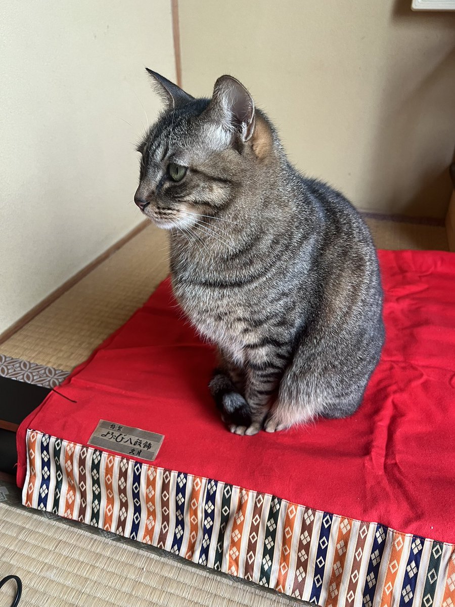 Jade_12_14's tweet photo. お内裏様とお雛様だそうとしたらこれ

#ねこ 
＃保護猫
#ねこのいる生活 
＃キジトラ https://t.co/zEUcSvqQNm