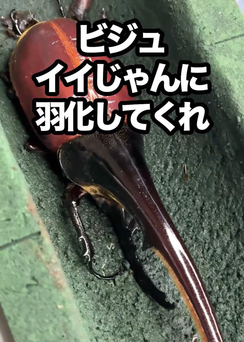 0140mm's tweet photo. 先週風邪を拗らせながら平日真夜中に撮ってました😪

 #ヘラクレスオオカブト #カブトムシ #クワガタ #beetle #ヘラクレス #昆虫 #ヘラクレス飼育

https://t.co/WIAi6f5Sm0 https://t.co/Uer8C5WWAb