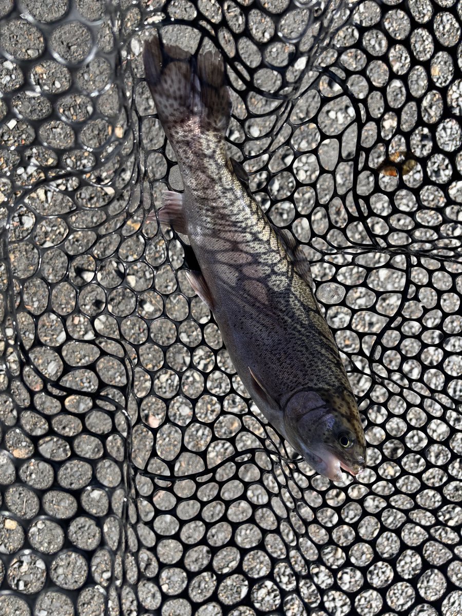 今日は竜さんとすみっちょで瑞浪へ

ロッドテストも満足行く結果が出て、触る機会のないケーニッヒを沢山使わせてもらえて最高でした😁
42のドナといいサイズのサクラマス４匹！！

お二人ともありがとうございました😊