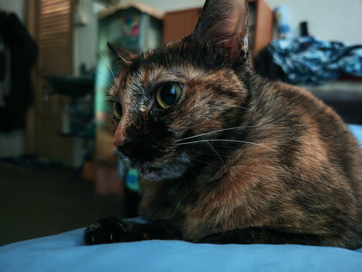 OhaNya~ ตื่นมาก็มีเพื่อนชวนคุยไม่หยุดเลยยย​ #อ้ายแมวนี่