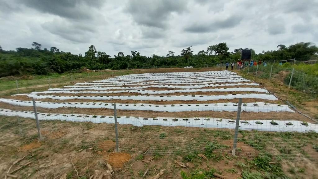 Defarmercist Alex Afari 🇬🇭 tweet media