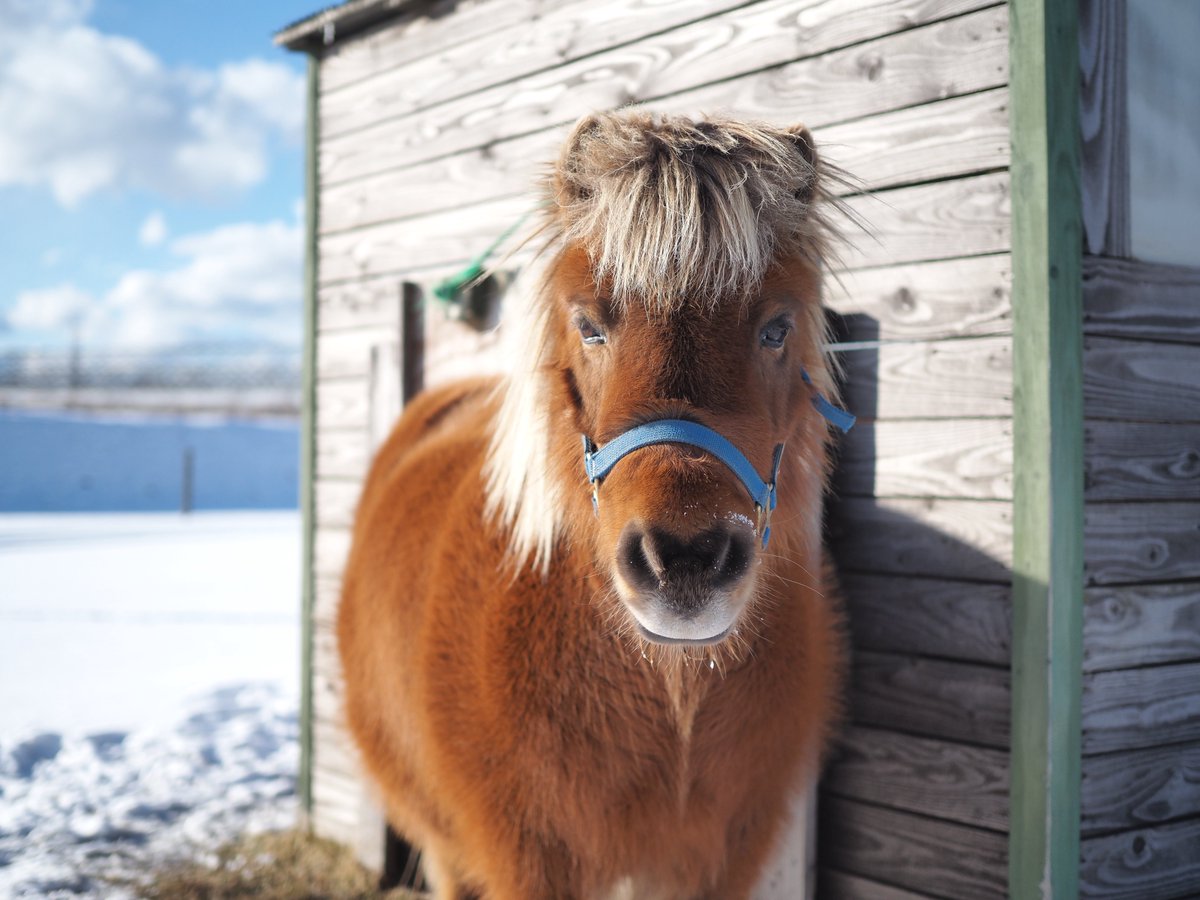 ぽんぽんページ ぽんぽん🐾 (@franchise_pon) / Posts / X