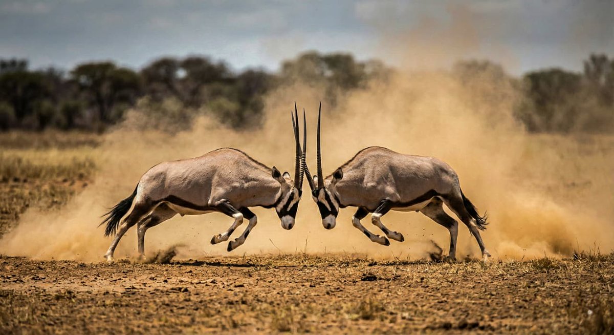 KWSKenya's tweet image. The goal? To win. No backing down!

#WildWednesday #ExploreKenyaParks

📍Tsavo West National Park
📷 Koushik Chatterjee