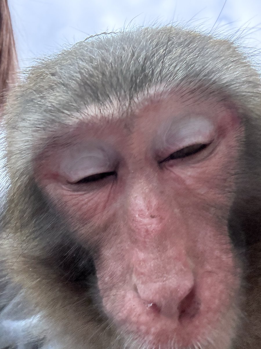 関東も残すところあと3公演！！！！

関東でもう一度Genくんに会いに来たいなぁ〜と少しでも思ってくださっている方お待ちしております🤩

↓たまたま撮ったらやっぱり事故画なGenくん

#猿まわし　#猿　#monkey