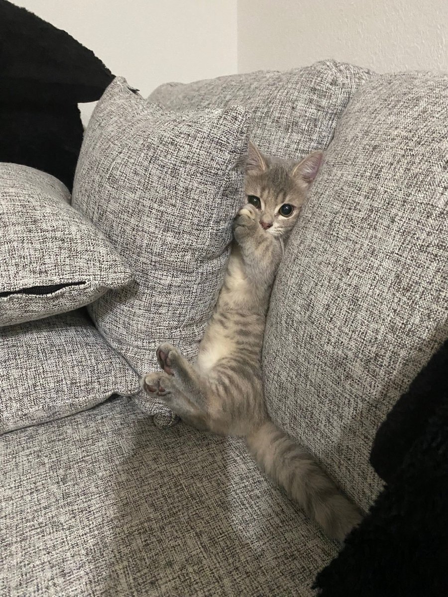 kitten_zukan's tweet image. 