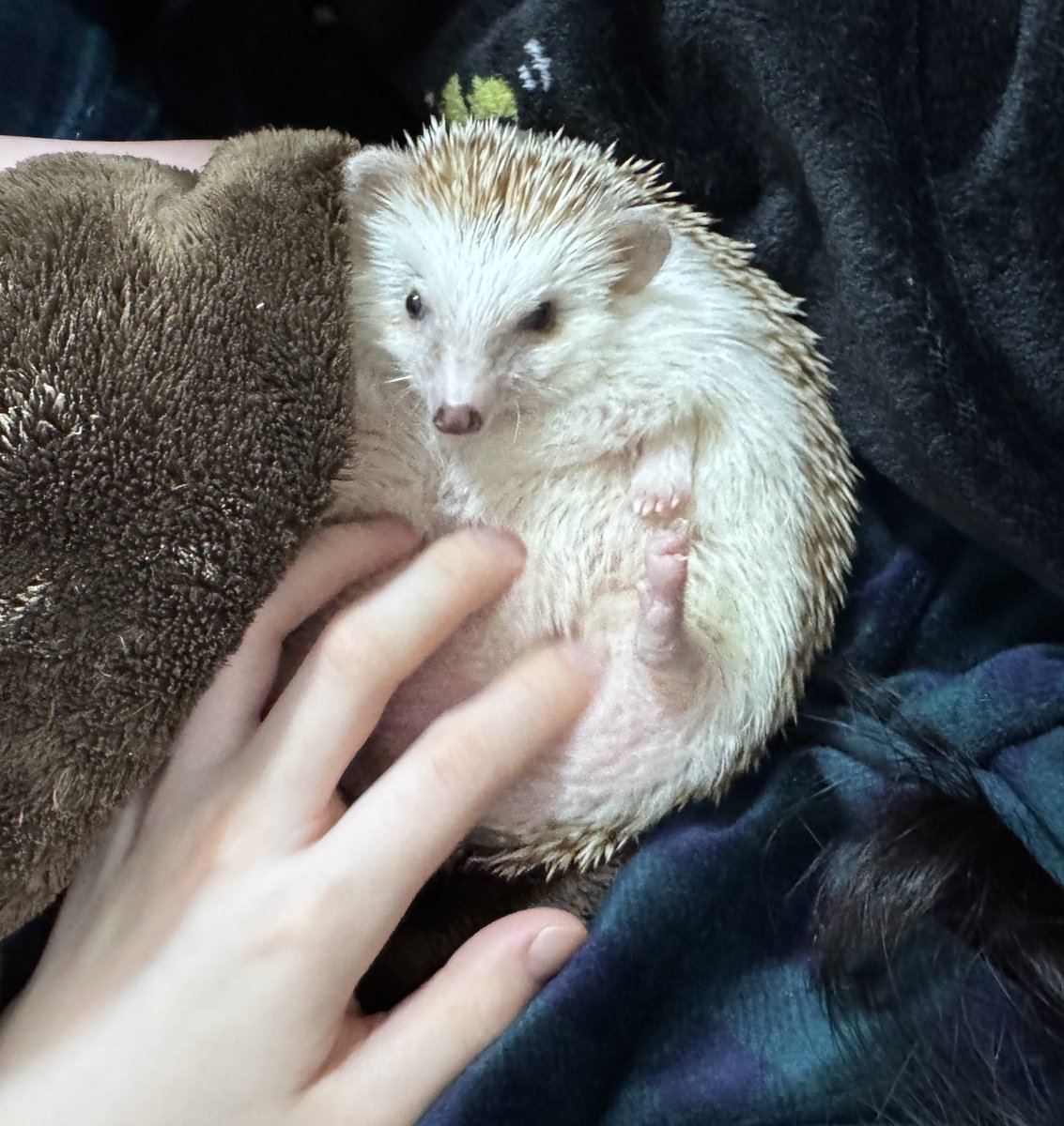 순둥이 복복긁기