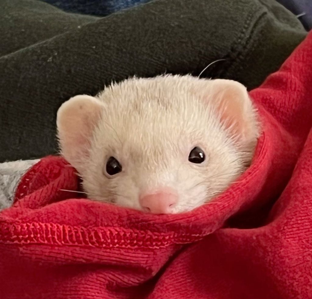 dxwxsferret's tweet photo. https://t.co/VrHkij90Vt