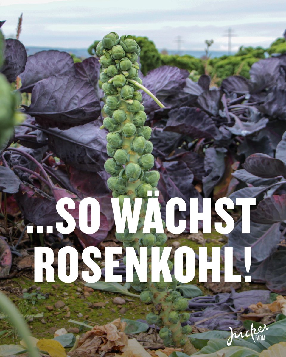 JuckerFarm tweet media