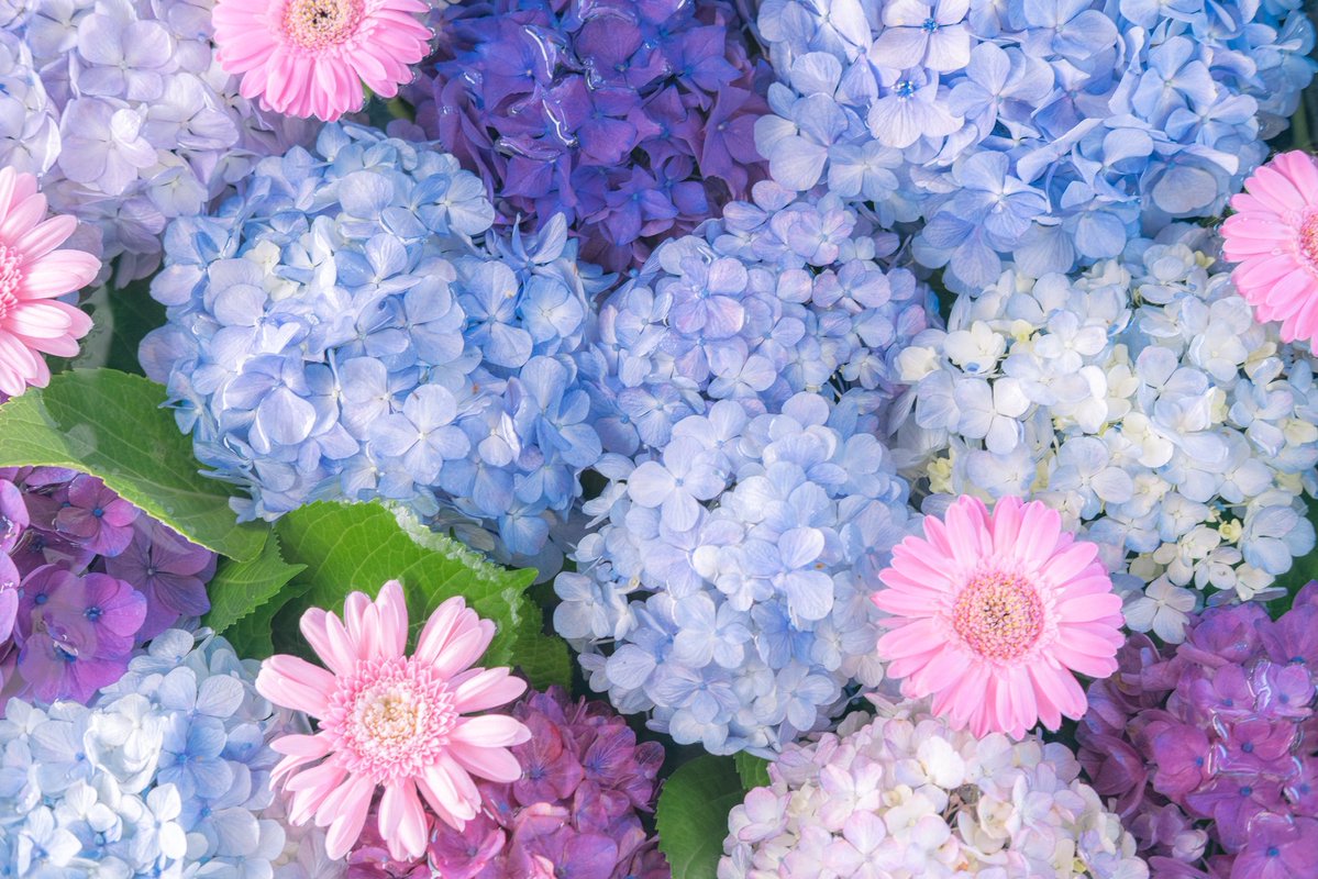 今日もこの気持ちを貴方へ伝えられぬまま。