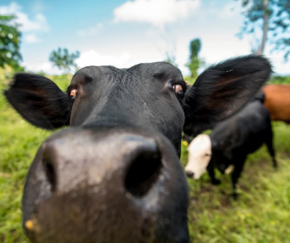 RepPlusUK's tweet image. Proof that not all island adventures happen at the beach! Hello from the farms of Samoa.

#DiscoverBeautiful #Samoa #BeautifulSamoa #Travel #PacificIsland #BuketListDestination #RepPlusClient