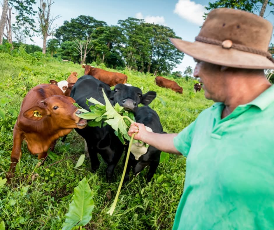 RepPlusUK's tweet image. Proof that not all island adventures happen at the beach! Hello from the farms of Samoa.

#DiscoverBeautiful #Samoa #BeautifulSamoa #Travel #PacificIsland #BuketListDestination #RepPlusClient