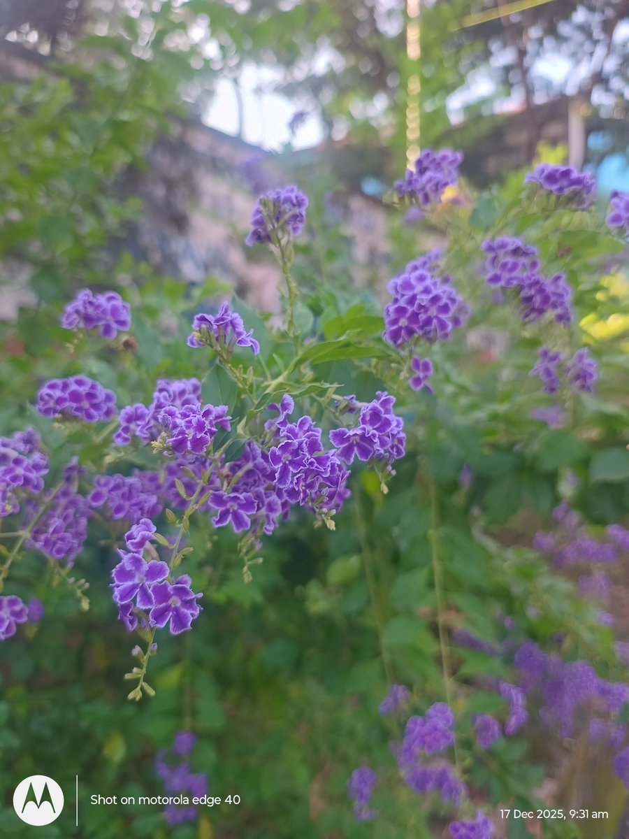 കൊമ്മിയേട്ടൻ (@kommikutan) on Twitter photo 