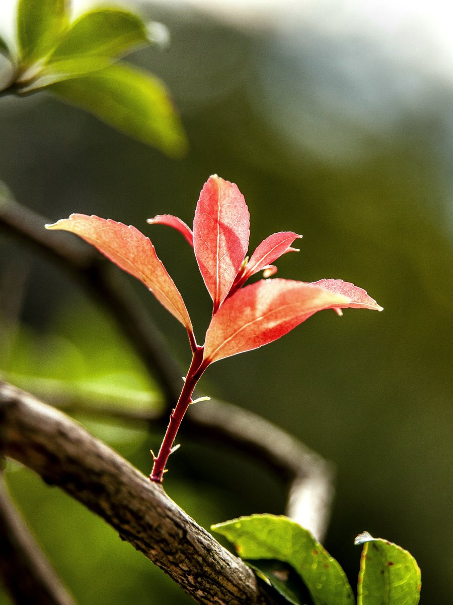 天を仰ぐ、紅い産声。