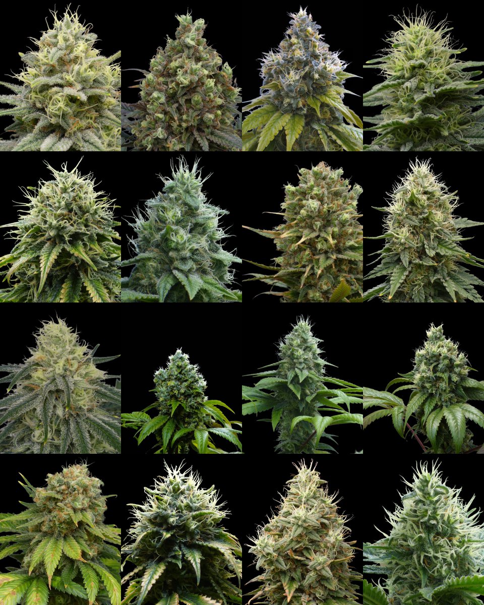 🇺🇸  Every top speaks 🌱👀

🇪🇸  Cada punta habla 🌱👀

🛒 oracleseeds.com

#OracleSeeds #CannabisCommunity #GrowJournal #WeedWednesday #SeedBank #Autocultivo #MutantPlantsCannabis #GrowDiaries #GoutFertilizantes
