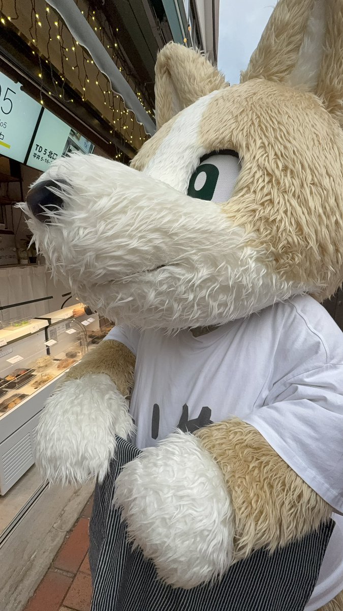 2742256CHARAMEL's tweet photo. 見て見て、こんなに痩せたよーU*´Д`Uとエプロンに手が入れてアピールするイヌ🐾
#コギこた
#td5
#平井 https://t.co/00yzIIBP3u