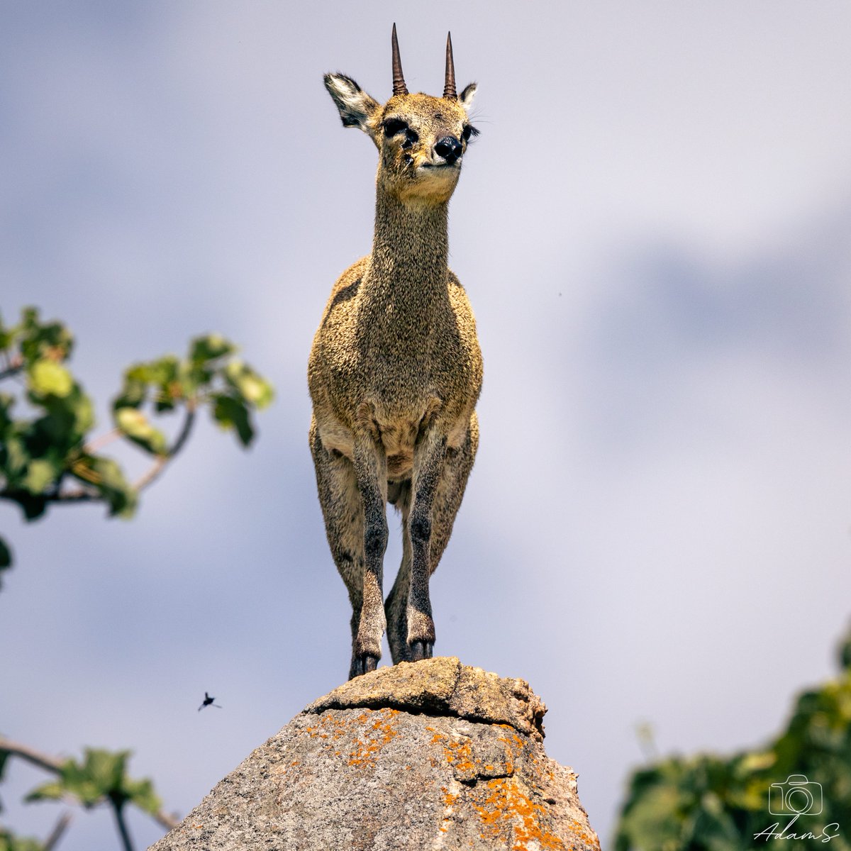 CanonRSA's tweet image. Easy to overlook. Impossible to replace. 

A reminder of the quiet beauty found in the wild.

Shot on Canon R5 Mark II

Canon RF 200–800mm lens 📸: Adam Schulman

#CanonRSA #ShotOnCanon #Nyala #WildlifePortrait #NatureStories