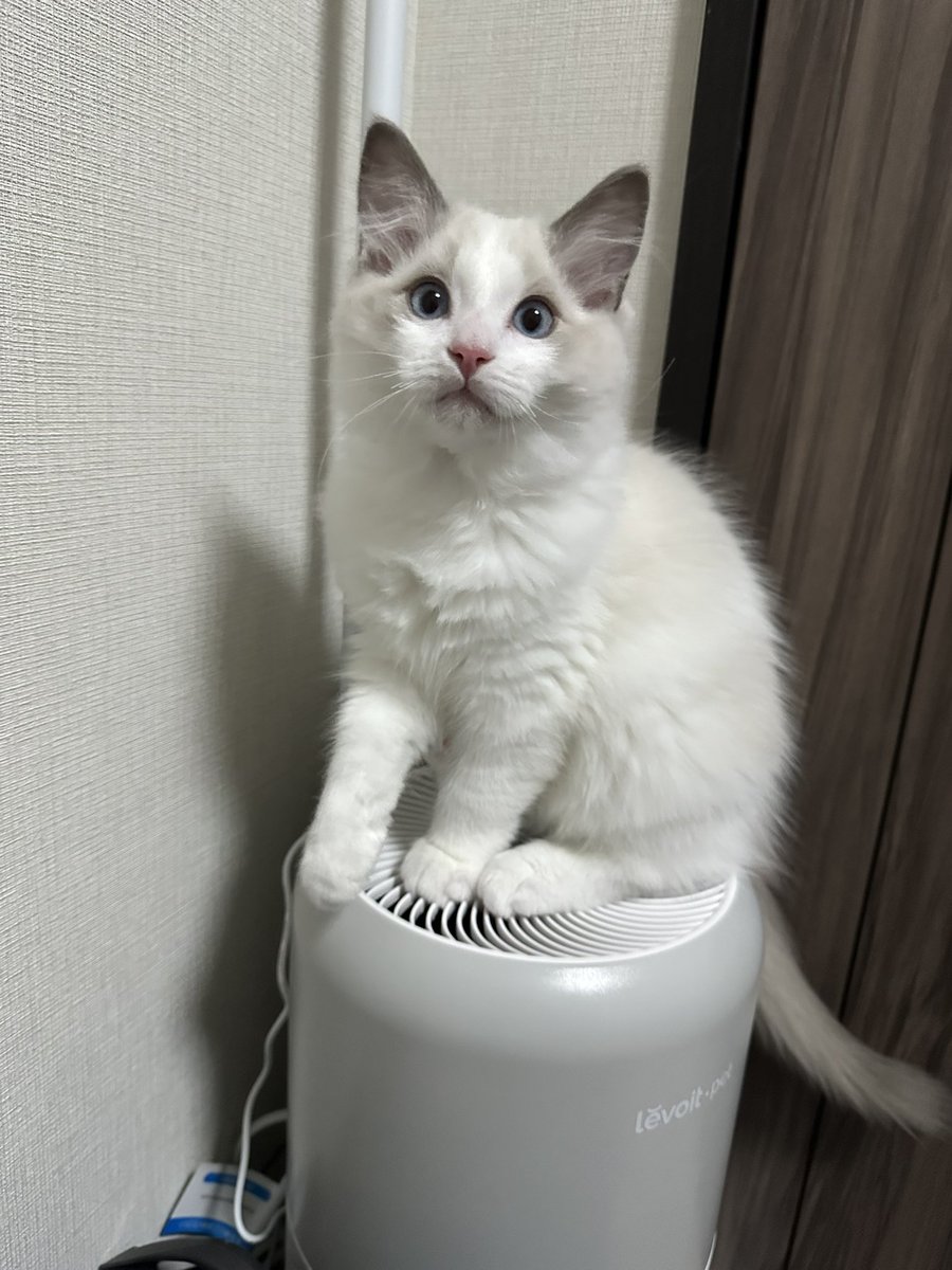 ds400c_'s tweet photo. 1/21にラグドールの兄弟をお迎えしました!
シキ君とコハク君です

まだ完全に新しい環境には慣れてないけど成長したが楽しみ🙌

#ラグドール
#猫のいる暮らし
#猫好きさんと繋がりたい https://t.co/Y2LQUtxy2w