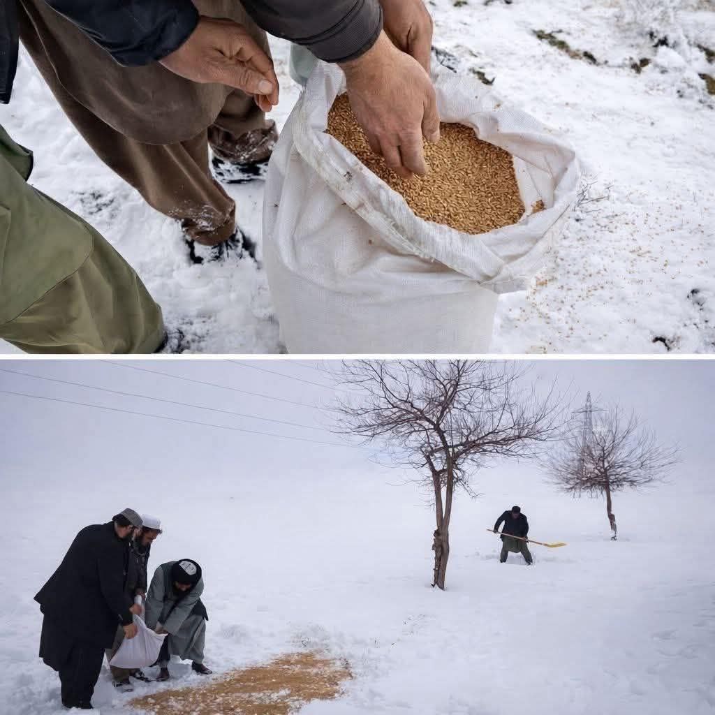 حدث في أفغانستان 
رش البذور في اعلى الجبال من أجل الطيور الجائعة 
وذلك بسبب البرد والثلوج وأنقطاع الغذاء عن الطيور