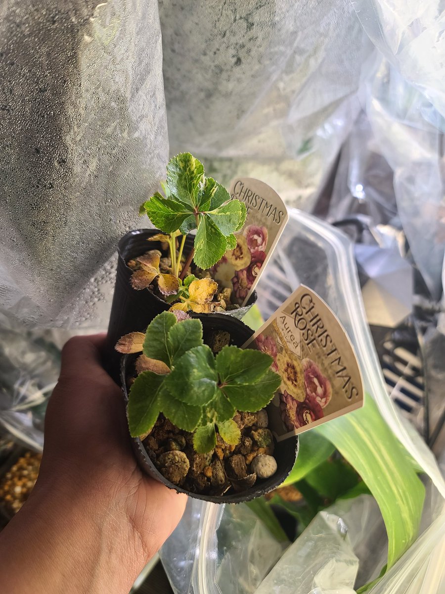 斑入り見つけたからとりあえず買っちゃう人。クリローのオーレア