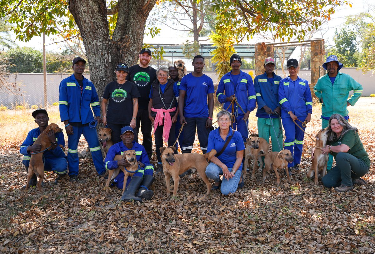 Dogs4Wildlife tweet media