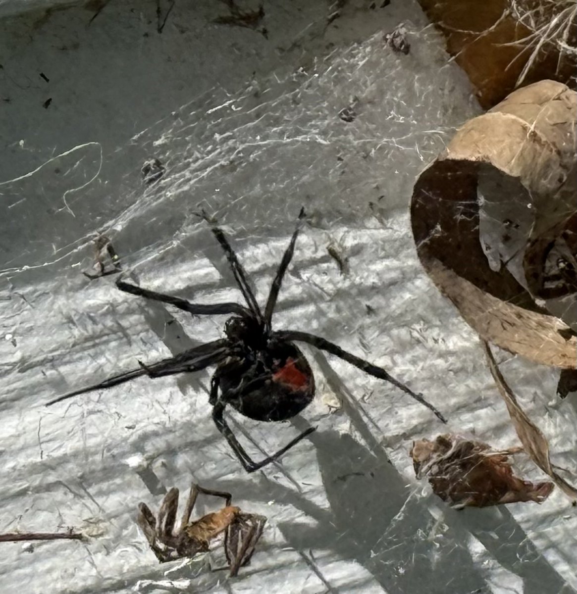 Russell Crowe tweet media