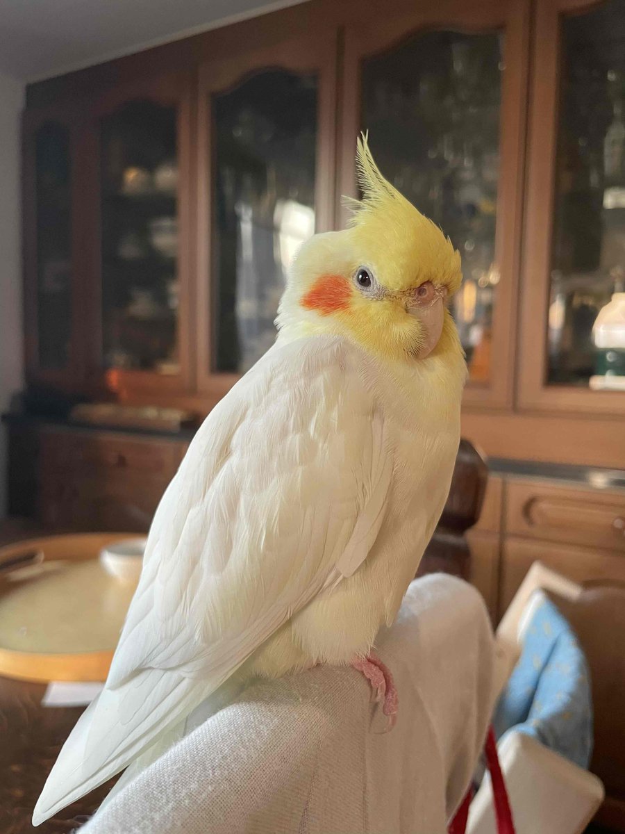 【拡散希望】
オカメインコの迷子情報です

場所：東京都新宿区早稲田
日時：26/1/27 10am
名前：ベル(愛称:ベベちゃん・べっちゃん)
特徴：臆病で警戒心が強いです。機嫌がいいと2、3曲歌を歌います。

情報お持ちの方、下記までご連絡を
npotsubasa@tsubasa0615.org
情報拡散のご協力お願いします