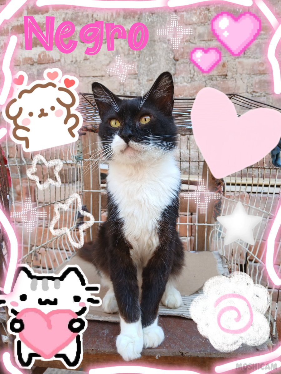 LexaUlzzang's tweet photo. Mi bebe llamado negro 💕🫶🏻✨ 
#catlover #neko https://t.co/ZjpKZMPc6c