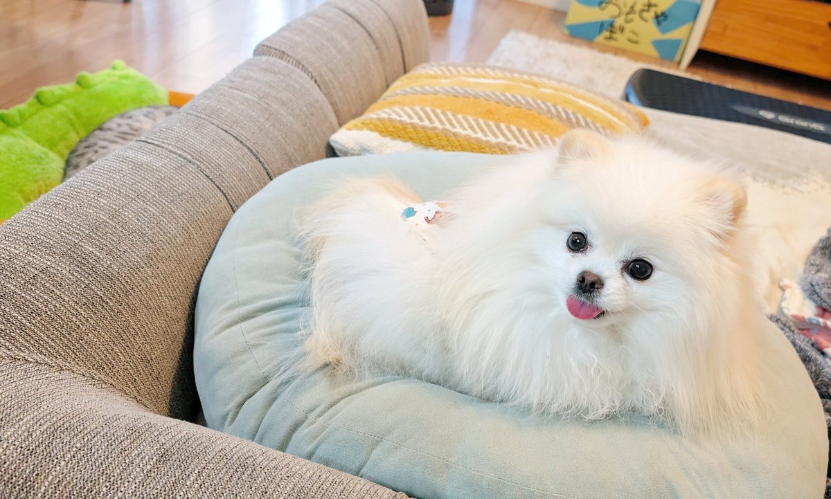 おこめ屋 (@chimaki0328) / Posts / X