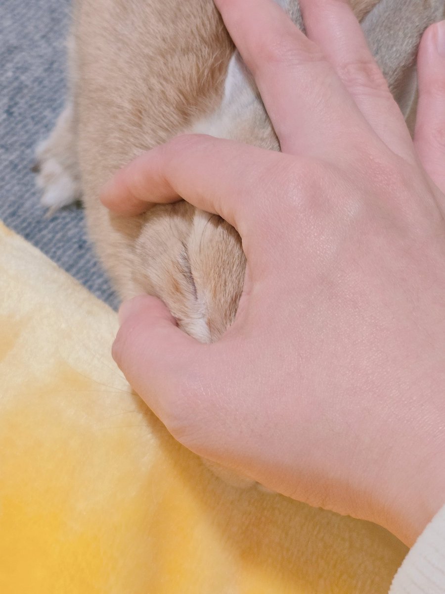 아기토끼 푸딩이 tweet media