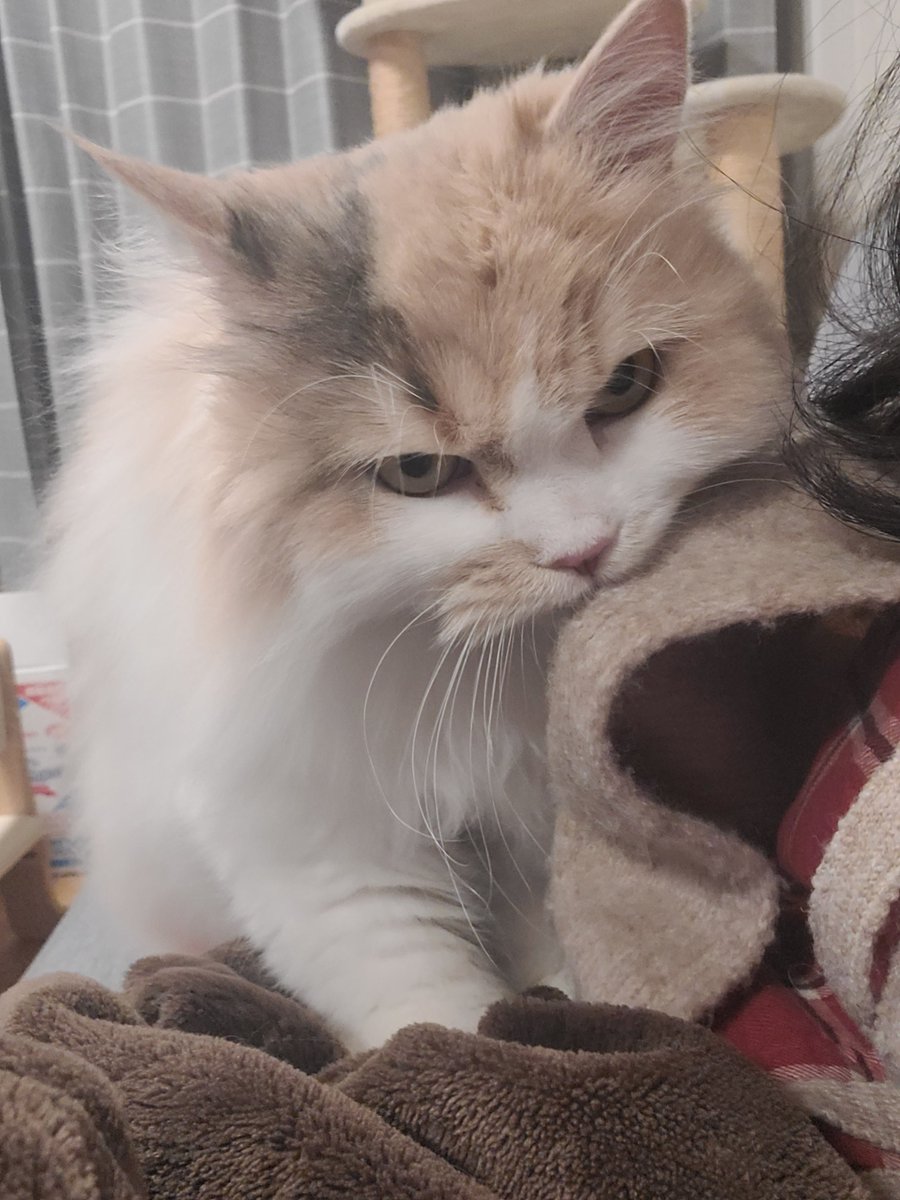 とても真剣
#猫のいる暮らし #猫のいる幸せ