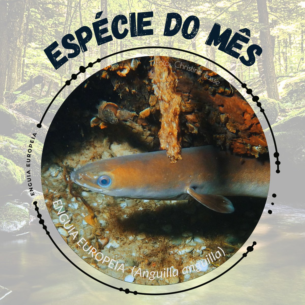 SIBIC | Iberian Society of Ichthyology tweet media