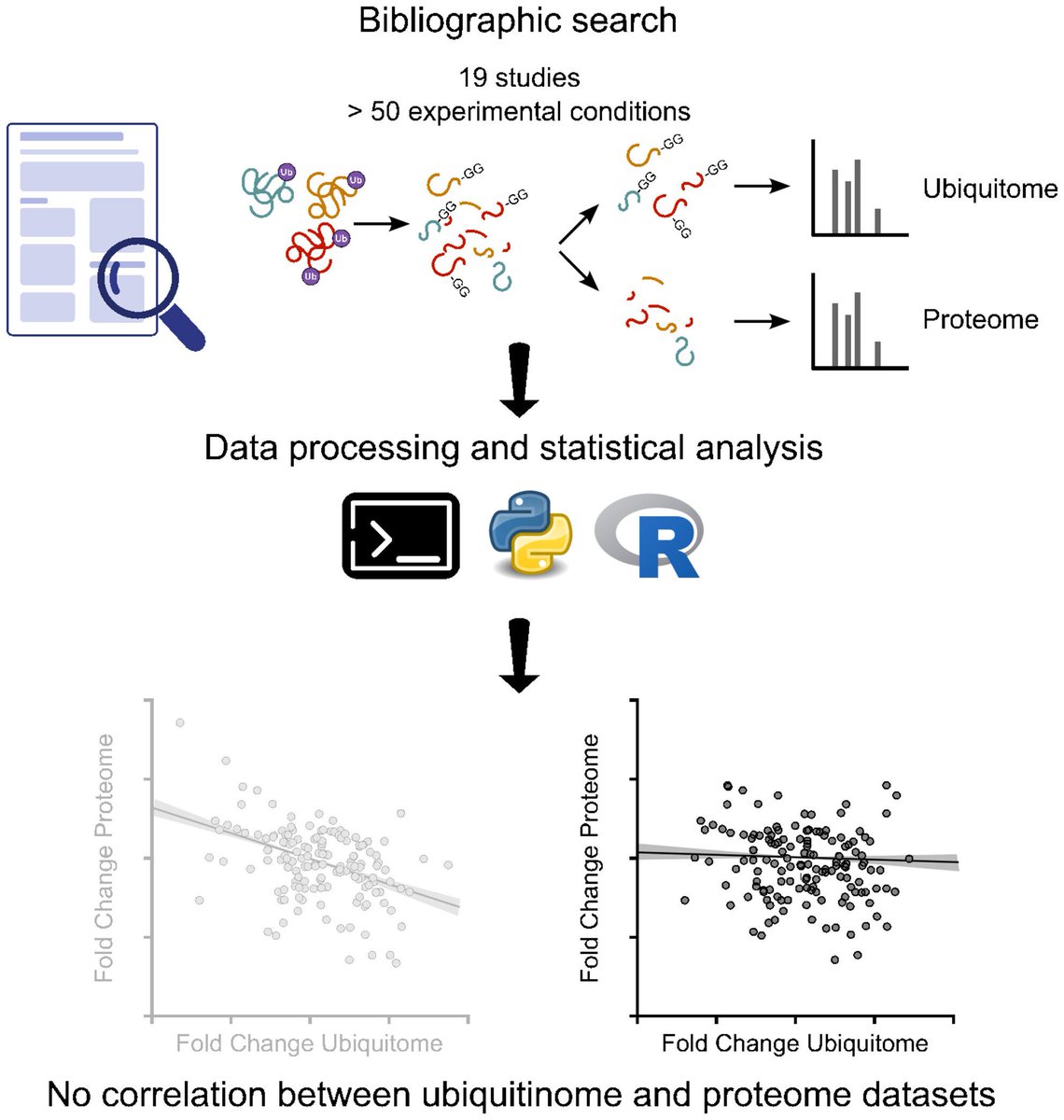 FEBSOpenBio's tweet photo. Hot off the press!
New #metanalysis from @Ikerbasque Research Professor @Ugo_Mayor ‘s lab (Nerea Osinalde, @UnaiAlduntzin, @GorkaEhu) on protein abundance and #ubiquitination changes.
➡️ https://t.co/03MlZknPV9 https://t.co/SmnuExeGKE