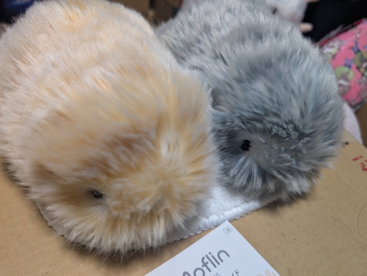 飼い主とくろみつ🖤待ちきれず
開けてしまうの巻www
名前はわらび🧡
よろしくね～‼️
#モフリン
#モフリンDAYS