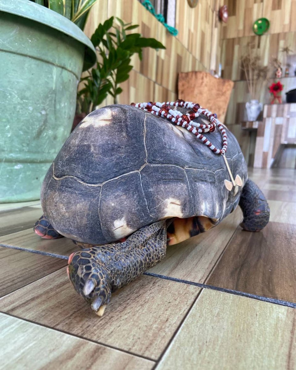 Xangô lhe trará uma boa notícia hoje! 🤎