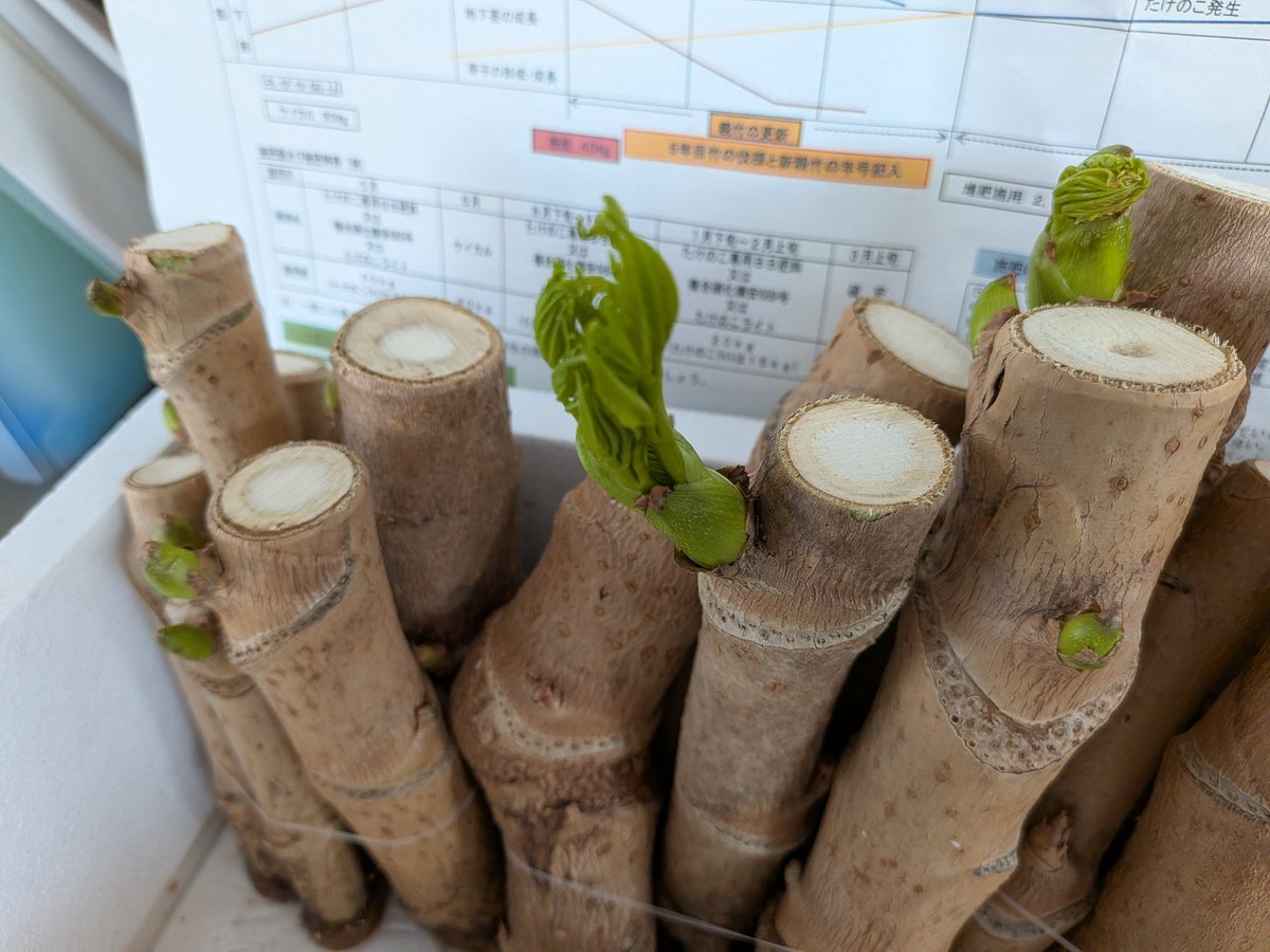 大きくなってきた！
イイ！w