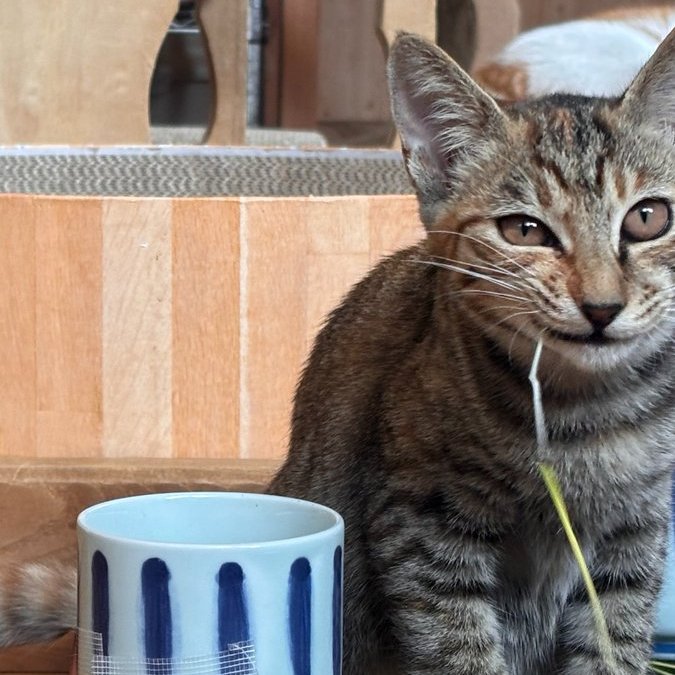 うちの一番したの猫の「あわび」 俺がカメラ向けると毎回この表情なん