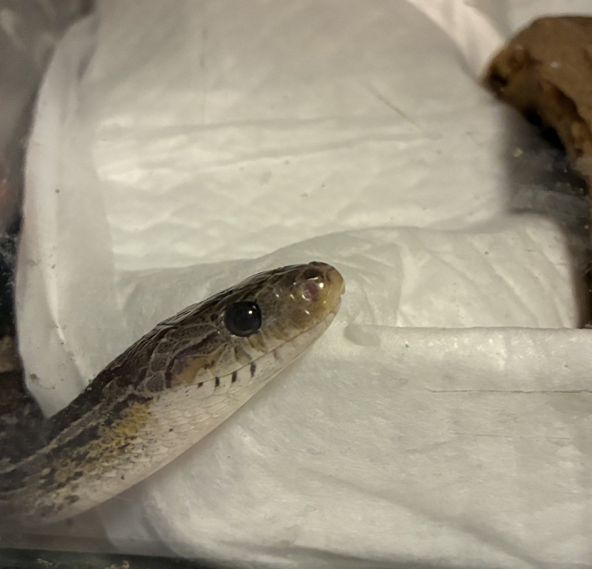 収監されました