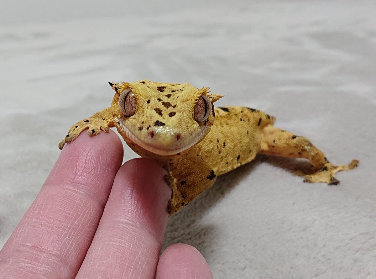 アビリティ tweet media