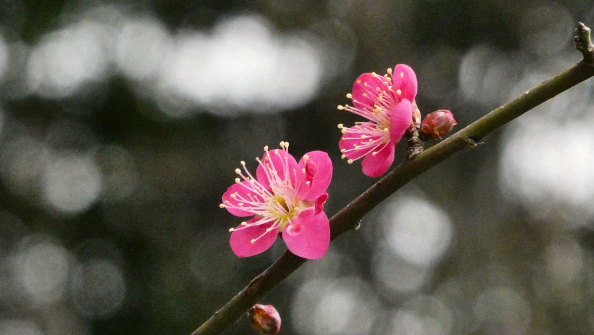 hanamama (@hanamama_123) / Posts / X