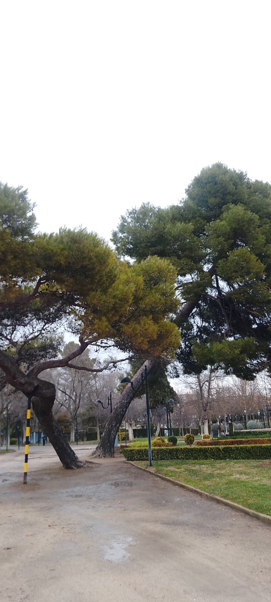 Matruck's tweet photo. El lunes 26/01/26 paseaba por el Gasset y lo fotografie ,me gustó la foto o intuía que sería para el recuerdo? Hoy 28/01/26 no ha podido con la fuerza del viento. @wikiCR
@meteocr

📽Créditos al autor del video. https://t.co/nSogFRbXTj