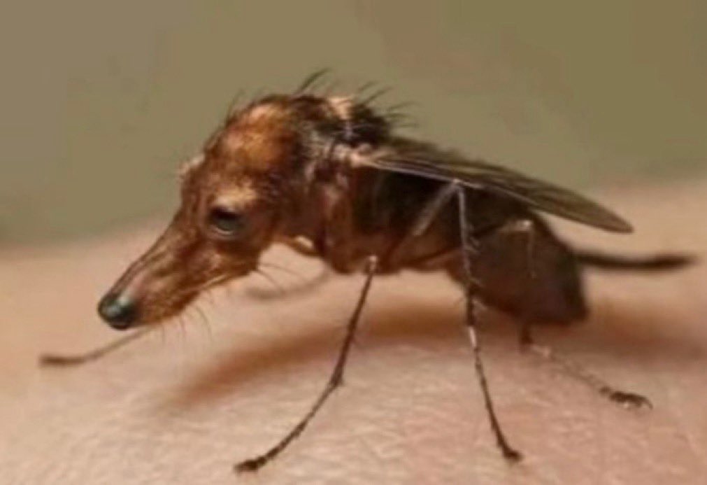 Kremason7's tweet image. The dogquito