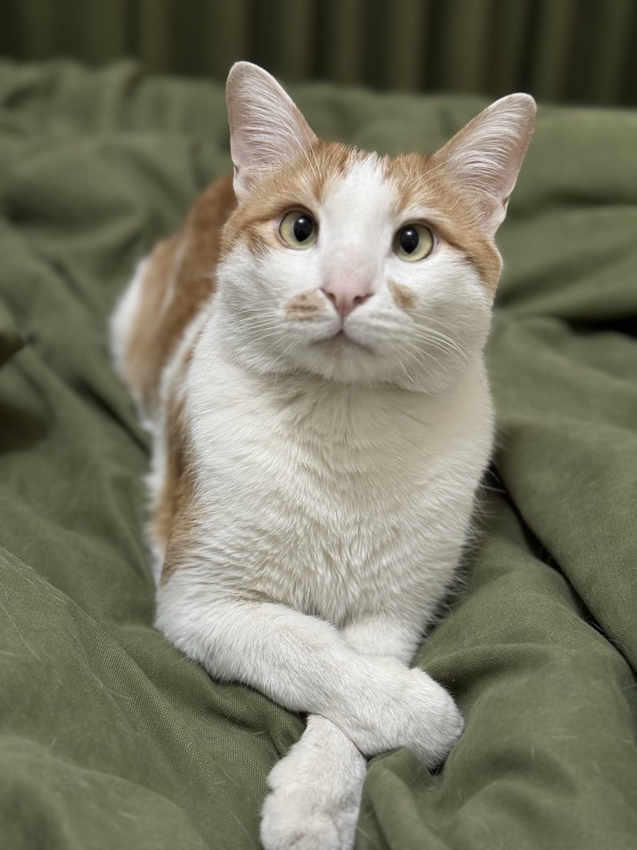 سیمبا قشتگترین و مهربون‌ترین گربه‌ایه که می‌تونید داشته باشید فقط بخاطر شرایطش لازمه که تنها گربه خونه باشه، از بچگی پاهاش مشکل داشته و نمیتونه مثل بقیه گربه‌ها بپره یا بدو بدو کنه ولی همه کاراشو میتونه خودش انجام بده. اگر کسی شرایطشو داره و میخواد بهم پیام بدید