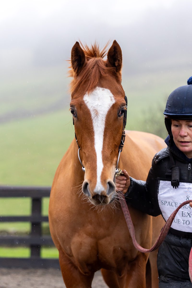 Middleham Park Racing tweet media