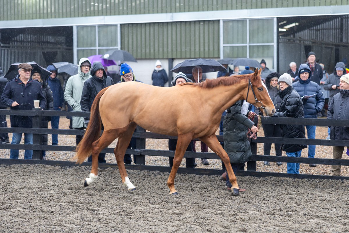 Middleham Park Racing tweet media