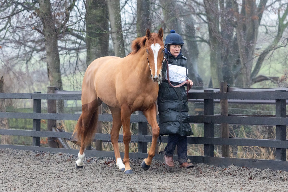 Middleham Park Racing tweet media