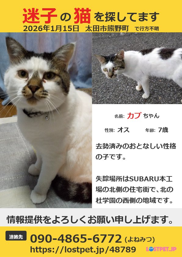 どこに居るのかな やっと春になるのに… #迷子猫 #太田市