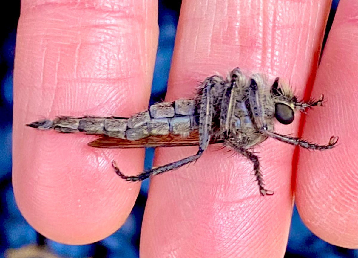 Little beastie found in a punnet of blueberries…Google lens tells me  it’s a robber fly 😱