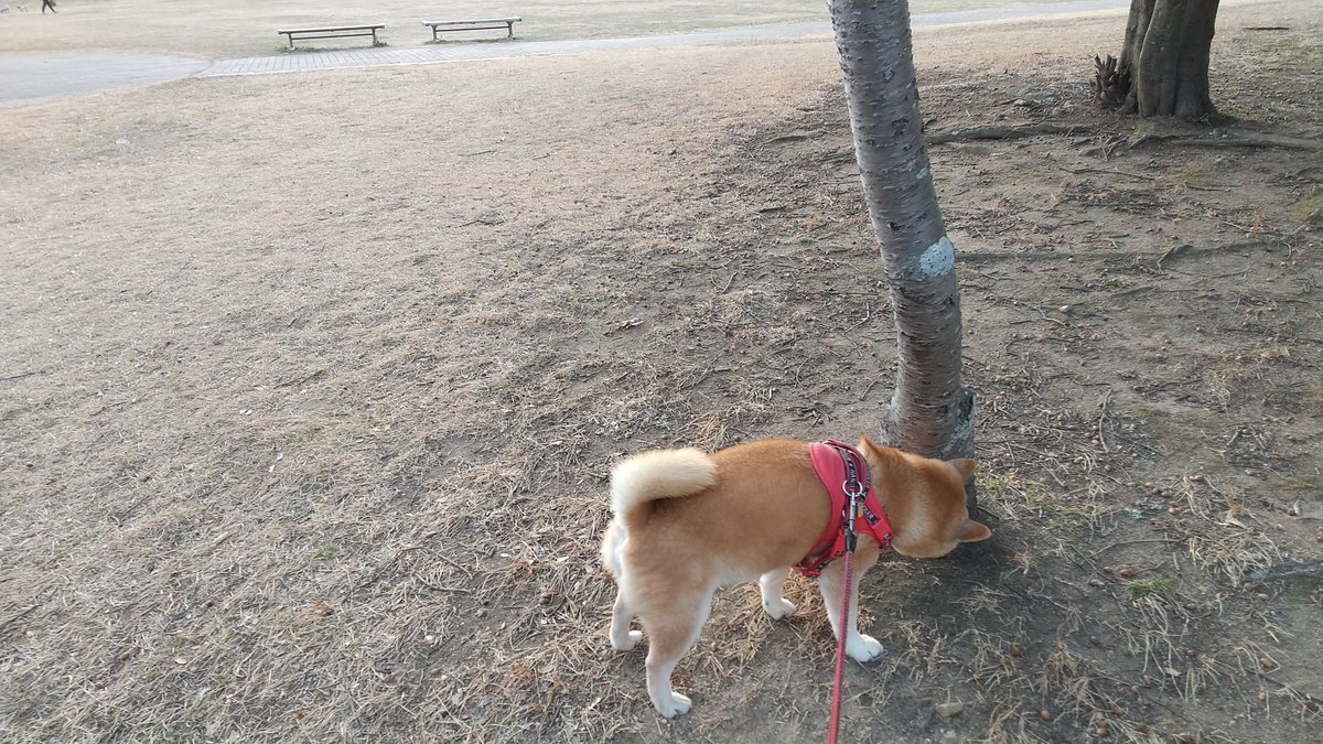 夕方散歩

段々日が長くなってきましたね 